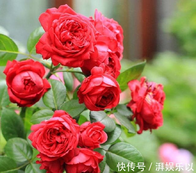 让人过目不忘的月季,花色娇艳鲜红,开花量壮观,香味浓烈