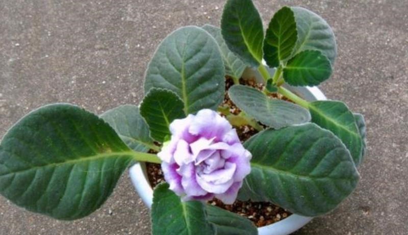 3种花便宜漂亮又好养,10元买两盆,开花漂亮花期长,谁养谁喜欢