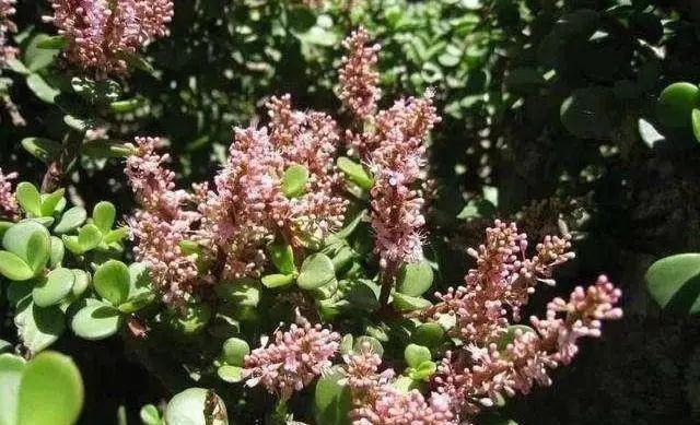 金枝玉叶开花了,真花长这样,很多人没见过