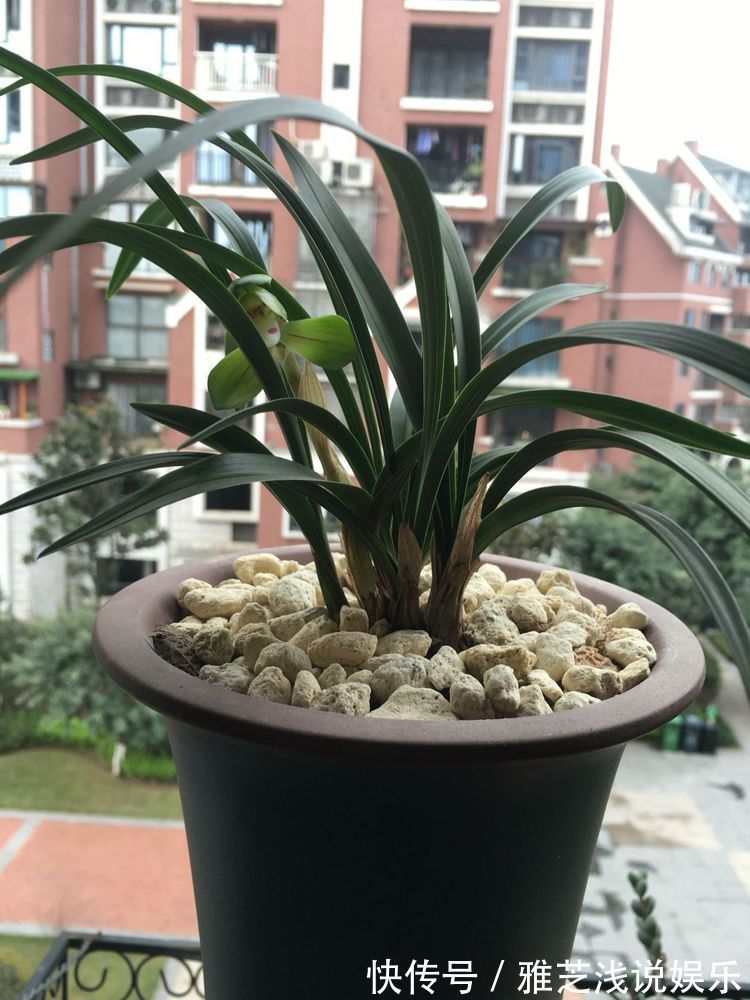 喜欢玫瑰，就选“珍稀名品”卡罗拉，标准玫瑰红，高贵优雅