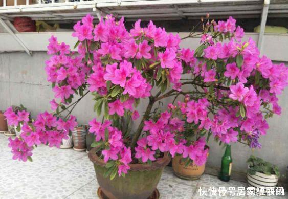 公认难养的2种花,养一棵死一棵,年年收空盆