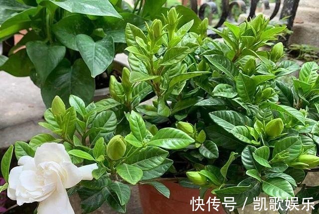 茉莉花|刚买的栀子花、茉莉花,哗哗掉叶子,学会3招,花苞又多又香