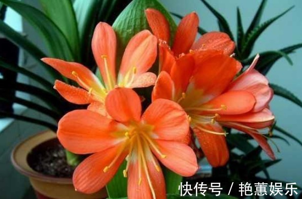 君子兰不开花学会1招,叶片绿油油,花朵开爆盆,年年开花不断