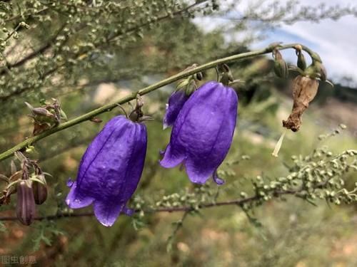  人参|有一味中药是传统五参之一，能养阴清肺，还能养胃