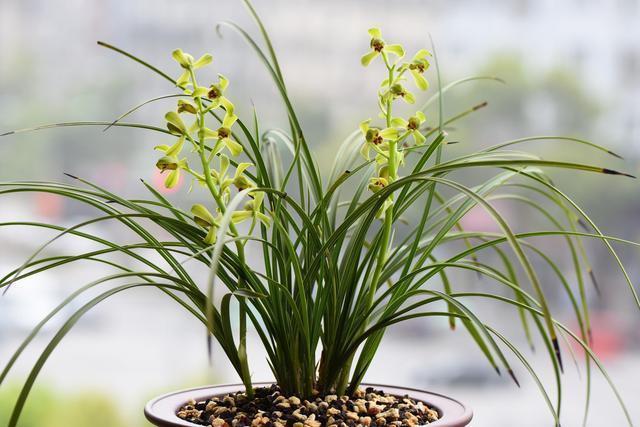 兰友养兰|兰花不开花,这个方式你试过了吗很多花友说很好用。