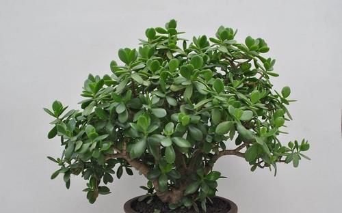 冬天养玉树“3多1少”，不仅长绿叶，还能“育新苗”，越养越旺