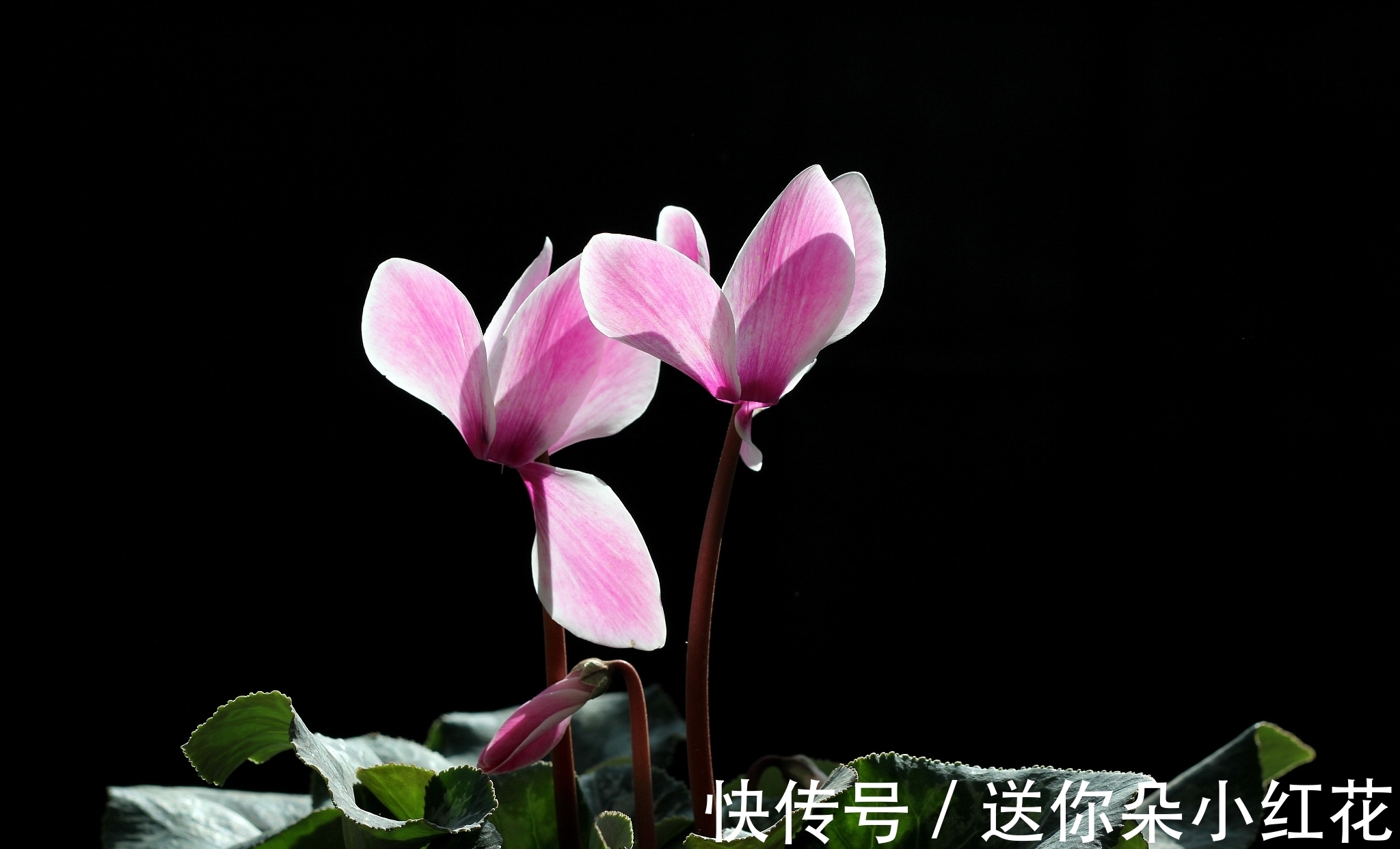 花草在精不在多！秋冬备齐这“3种”，每天都能有花欣赏