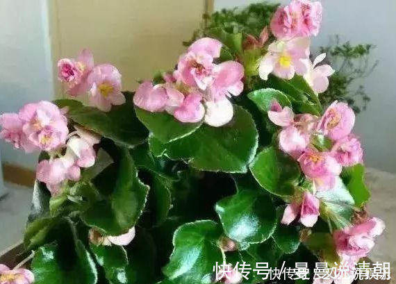 叶片|家里这几种花，哪怕干得“打蔫”，也不要往叶子喷水，否则只剩下花盆