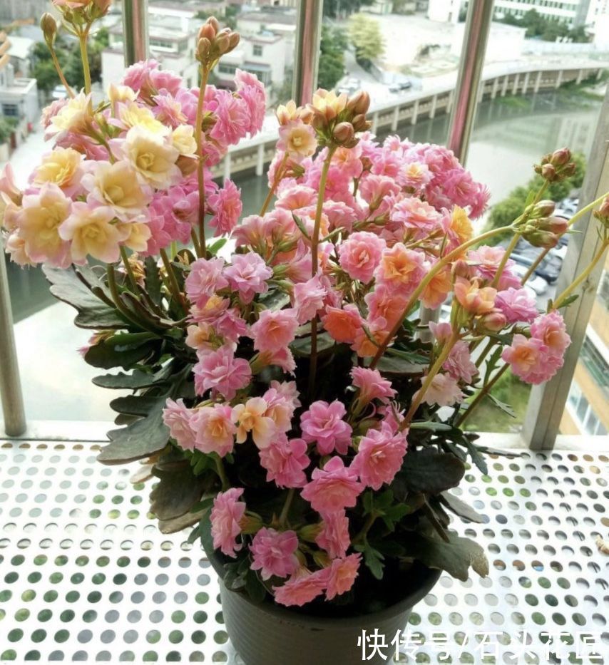 枝条|养了5年的长寿花“老桩”快开花了,总结4点经验,对你有用