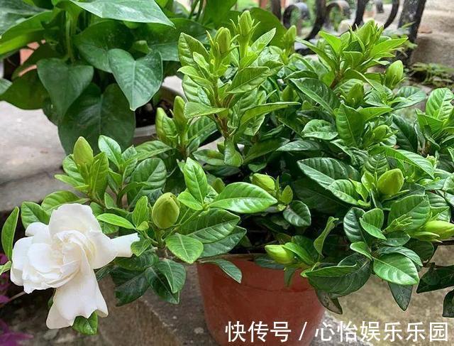 植株|栀子花养不好可能不是你的问题,挖开花盆看“这里”,你就明白