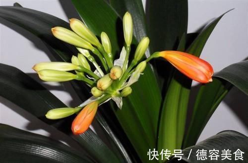 养护|有了好的养护方法，君子兰也能控制开花时间了