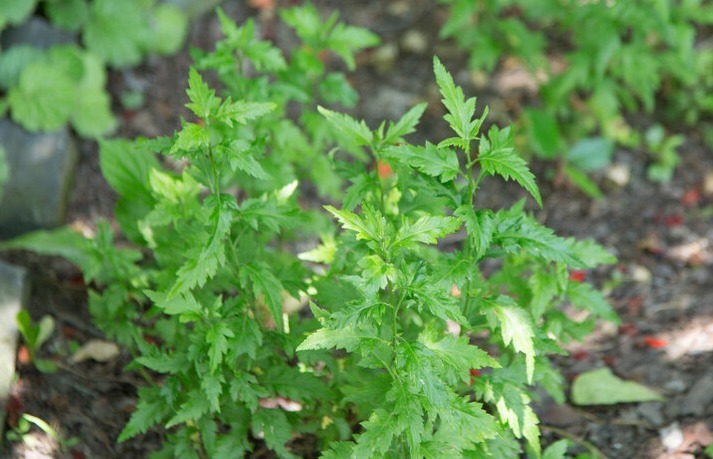 野菜|春天挖野菜，送你56种野菜大图片，带你见识不同的野菜和吃法