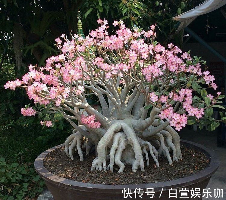 它们是“耐旱花”，盆栽1、2个月浇水1次，轻松花开满树