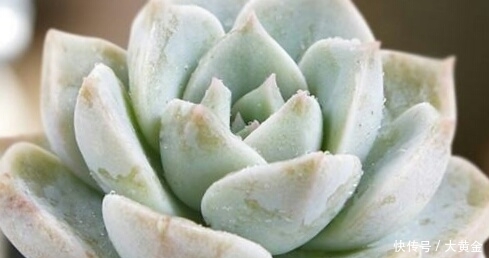 安全度|多肉度夏难?选择这些多肉植物准没错,安全度夏无压力!不要错过