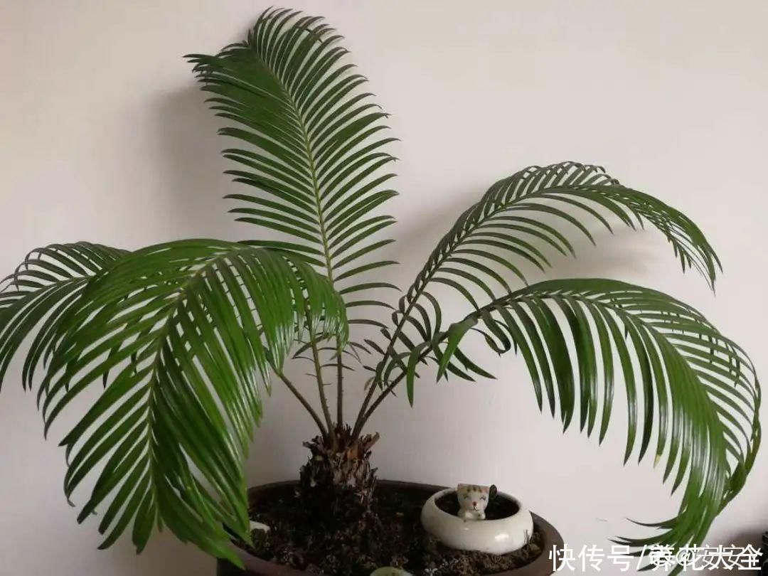 橡皮树|养花就怕乱浇水,越浇死得越快,赶紧住手