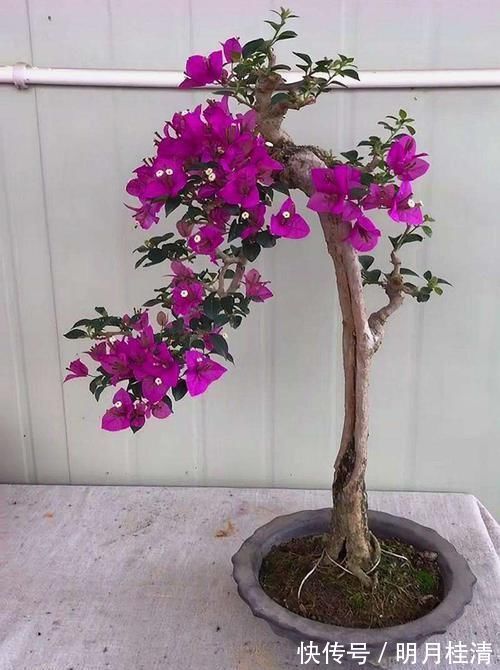肥料|三角梅的养护方法太多了,能开花就是好方法