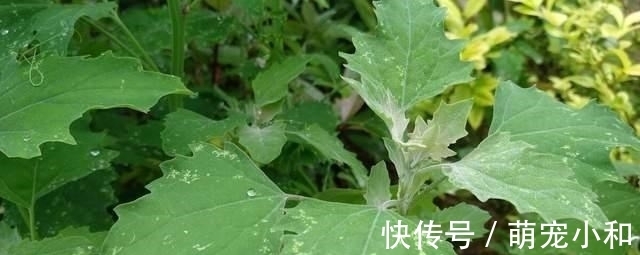 鲁西南|小时候经常见的17种植物，很熟悉却叫不上名字，现在终于知道了
