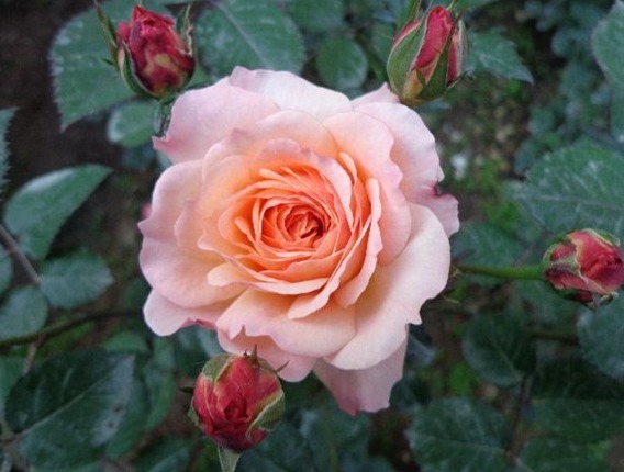 想轻松爆盆就养这款花，花开满园，颜色艳丽，满满都是香味，完美