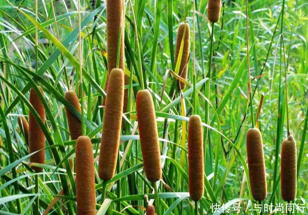 农村|提个醒:农村地里若遇见此野菜,记得要采摘回家,作用非常大