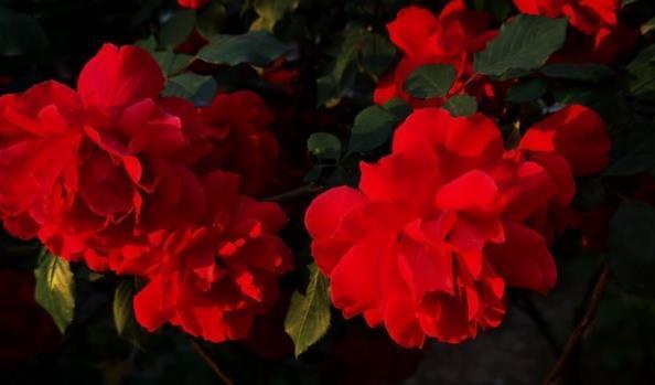 茉莉花|6种北方不适合养的花卉,技术不到位容易死,非高手就不要考虑了