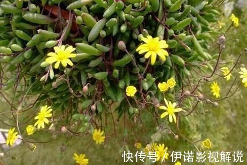 紫乐|紫色系多肉中的“小强”,皮实好养开花能力强,紫红的状态真漂亮