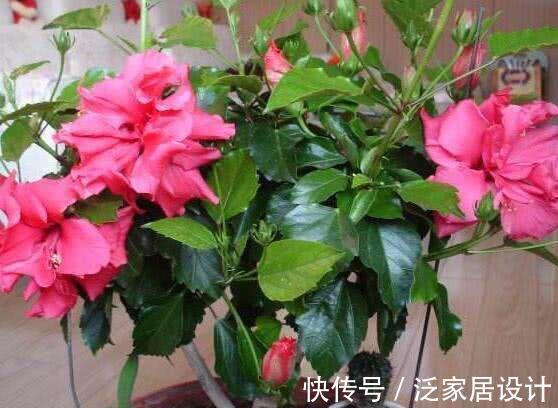 扶桑花|6种“劳模花”，四季花不断，家里养一盆，开花300天