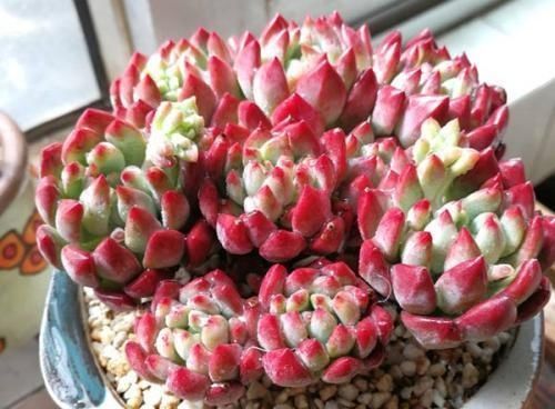 根系|养多肉,满足4个条件,上色快长满盆,人人见了都夸美