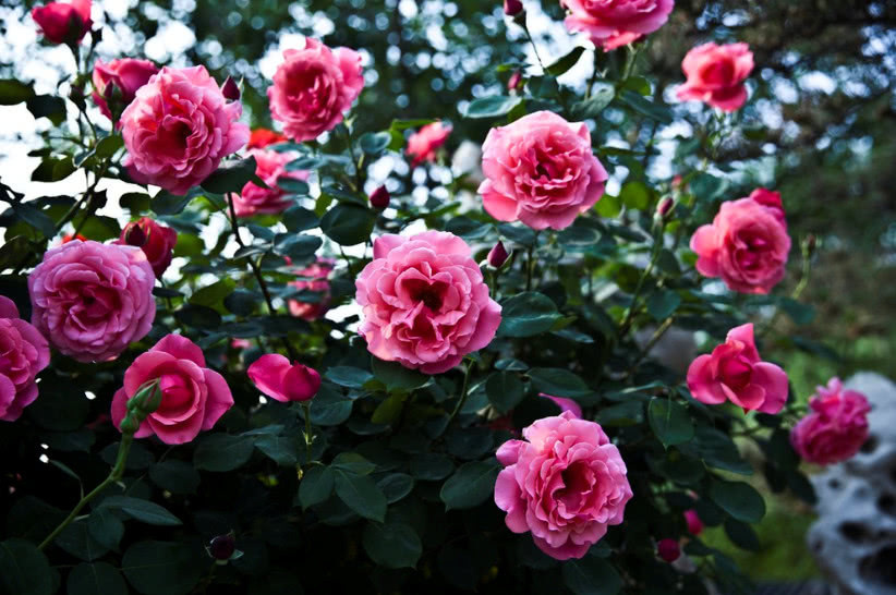 月季这样种，想不开花都难，四季开花开到爆盆