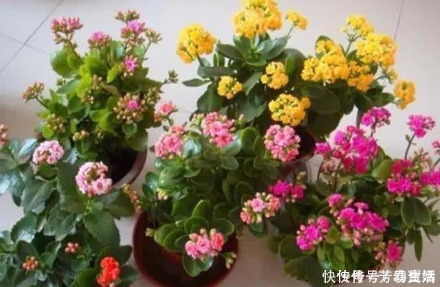 修剪|长寿花开完花,马上给它做“3件事”,很快再次孕蕾开花