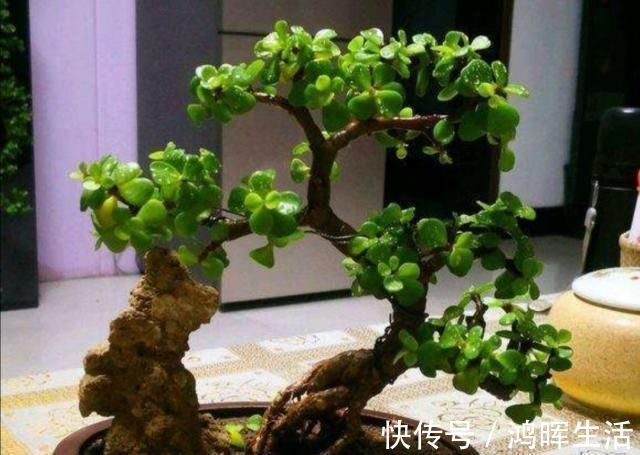 萌发|养金枝玉叶，怎样修剪、整形，才能把它打造成更美观的盆景