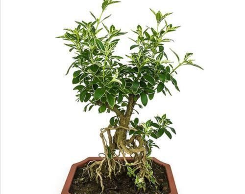 六月雪做成盆景,枝叶清秀,开花似雪,姿态优美