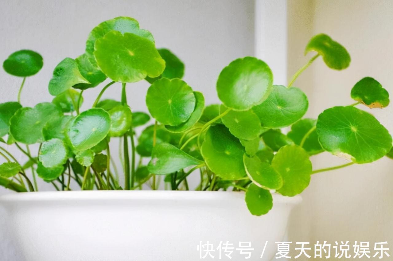 农历九月十八霜降后，养什么花？家里养3种花，四方来财五福临门