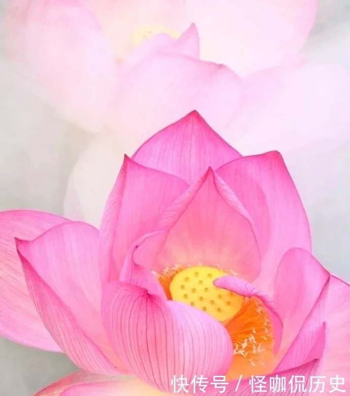 十大名花惊艳千年---阳光笙箫支剑笙博客