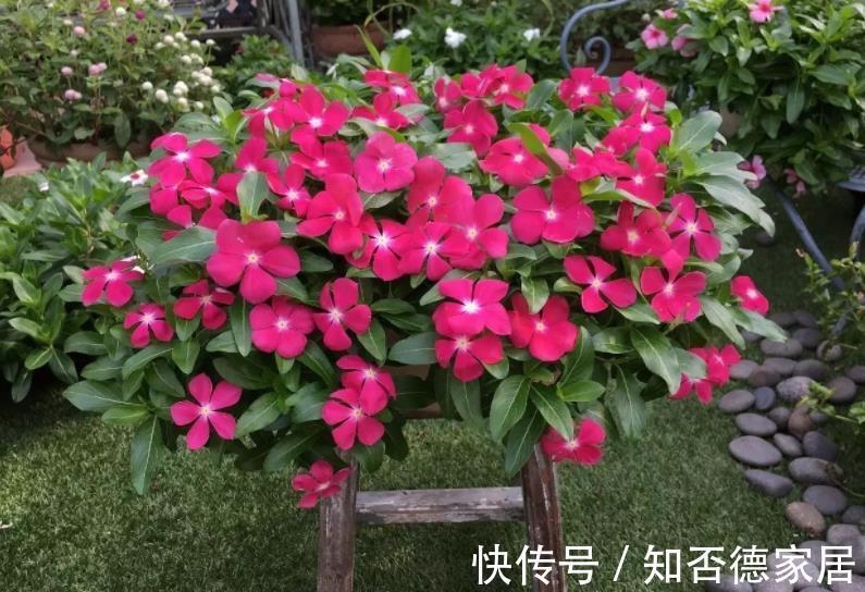国庆前后,8种花种子收集起来,来年播种开出花海