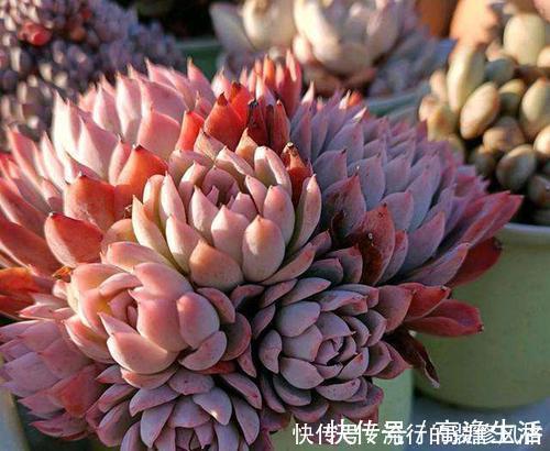 多肉|单头多肉如何变多头？最简单的打开方式，新手也会！