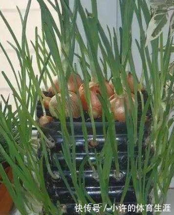 奶粉罐不要扔,拿来养花,比花盆还好看