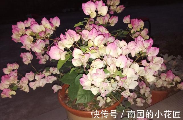 能把三角梅养爆的人,都很大方,从不“吝啬”这3样东西