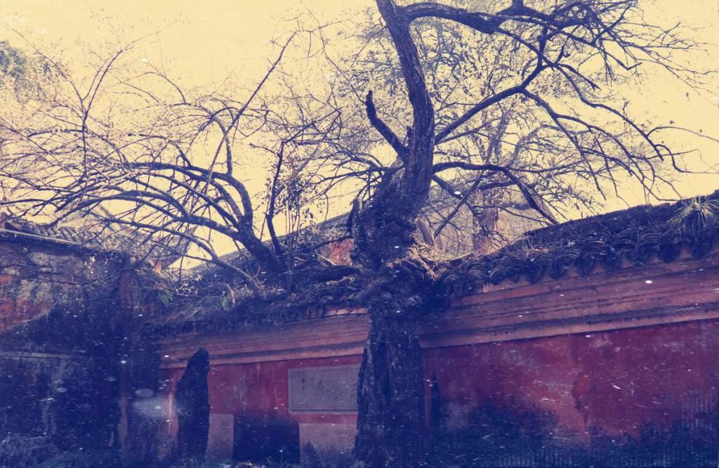 中年|罗学成：国清寺赏隋梅