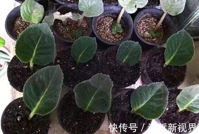 叶子|这“2种花”,摘1片叶子就能插活,花美叶绿,一盆种出20棵