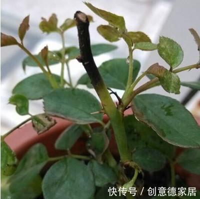 月季黑杆不用怕,教你一招救活!