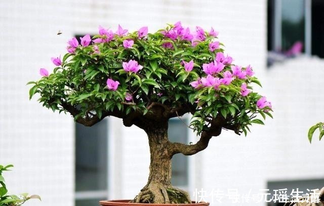 光叶子花|一种植物,人称“光叶子花”,可盆栽做盆景,比较好养!