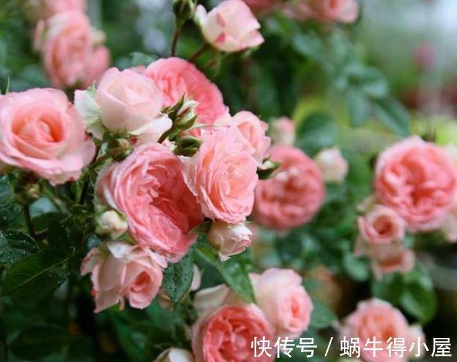 病害|月季花出现黑斑？教你几个小技巧，轻松赶走病害，笋芽新芽猛长