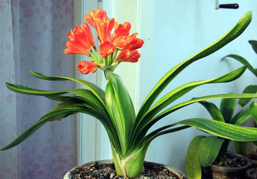 花肥|君子兰是个小馋猫,入秋后多用这3种零食,当花肥开花多