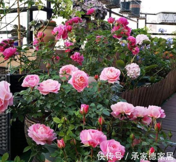 烂根|养花必备3种大补肥，专治黄叶烂根不开花，新手都来来学学