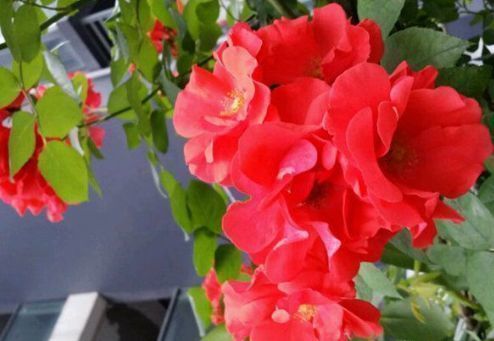 “珍品玫瑰”火焰舞玫瑰，火红艳丽，繁花似锦，堪称养花必备