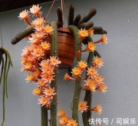 此花养家里，比蟹爪兰还漂亮，一年长2米，开成瀑布花，美翻了