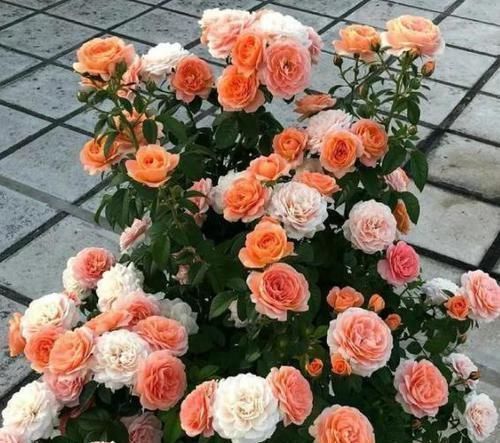 植株|养花不用花钱买肥2种东西抓把撒盆里，植株长势旺，省钱又实用