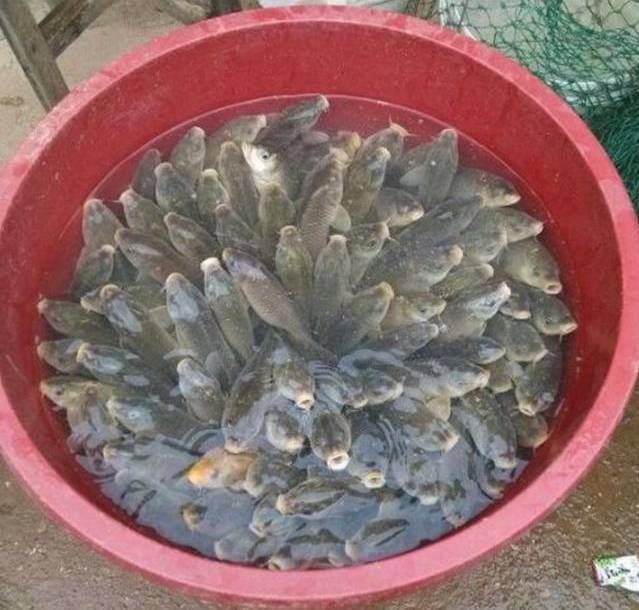 快过年了,客家农村“旱鱼塘”,你还记得吗?