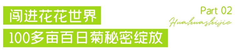 向日葵|武汉20000平米向日葵花海，正盛放！