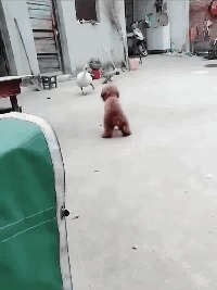 |搞笑GIF:太厉害了 这手速没个三年五载练不出来